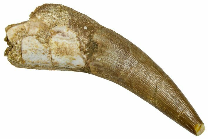 Fossil Plesiosaur (Zarafasaura) Tooth - Morocco #369977